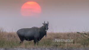 Invasiv art er nu jagt, indtægt og en ren proteinkilde Invasiv art er nu jagt, indtægt og en ren proteinkilde