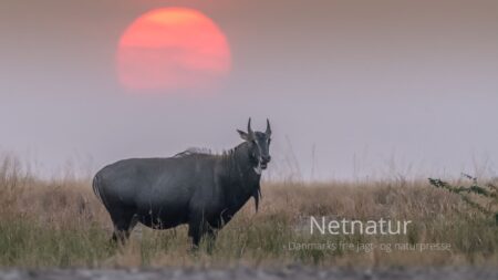 Invasiv art er nu jagt, indtægt og en ren proteinkilde Invasiv art er nu jagt, indtægt og en ren proteinkilde