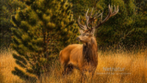 Thy: Hvorfor er hjortene så store?