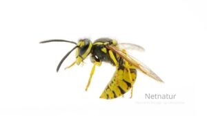 Ny nålefri form for næsespray mod pludselig allergi