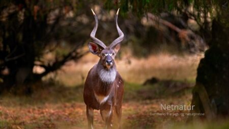 Afrikas måske mest eksklusive antiloper
