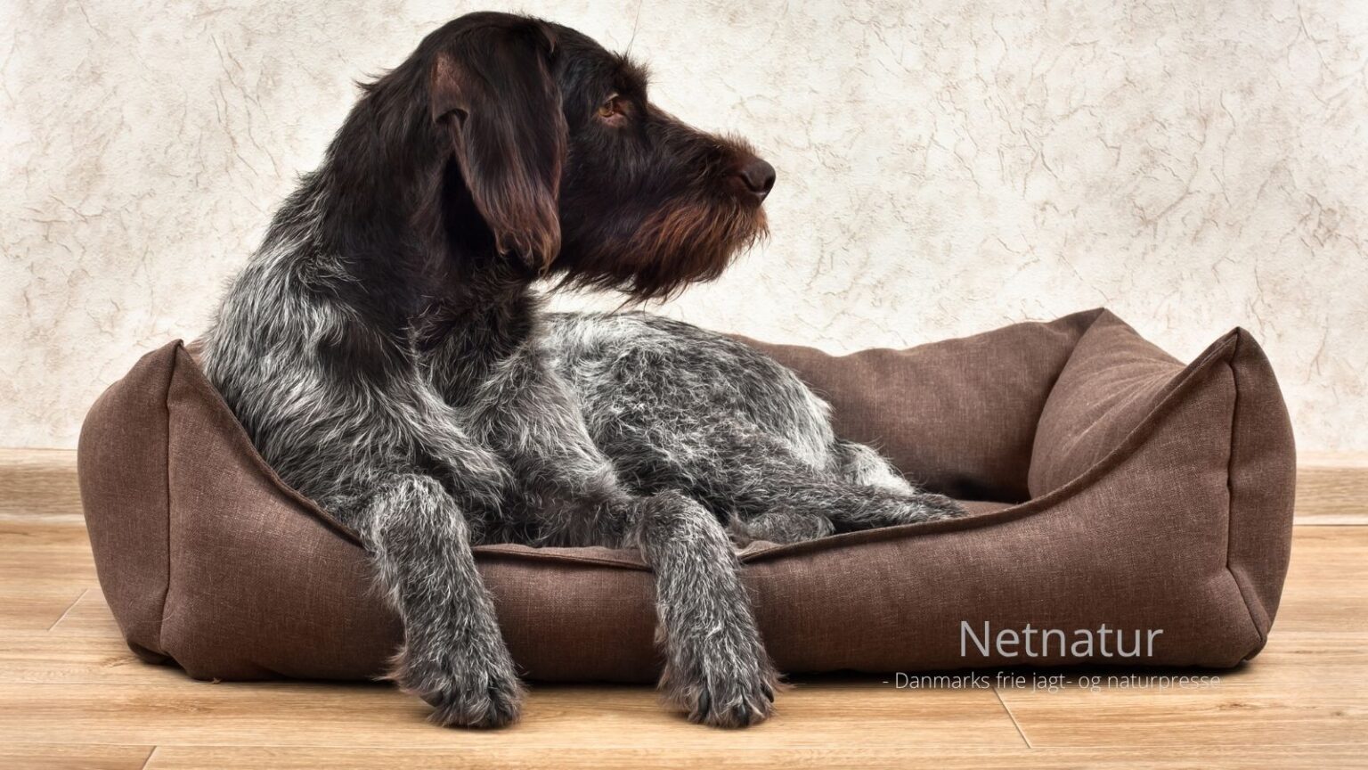 Begravelse af hunde Begravelse af hunde
