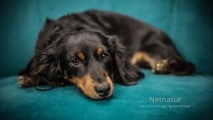 Vækker hunden dig – eller vækker du hunden? Vækker hunden dig – eller vækker du hunden?