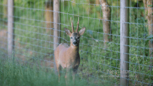 Hjortejægere siger klart nej til rewilding bag hegn