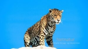 Namibia beskytter naturområde fem gange større end Danmark