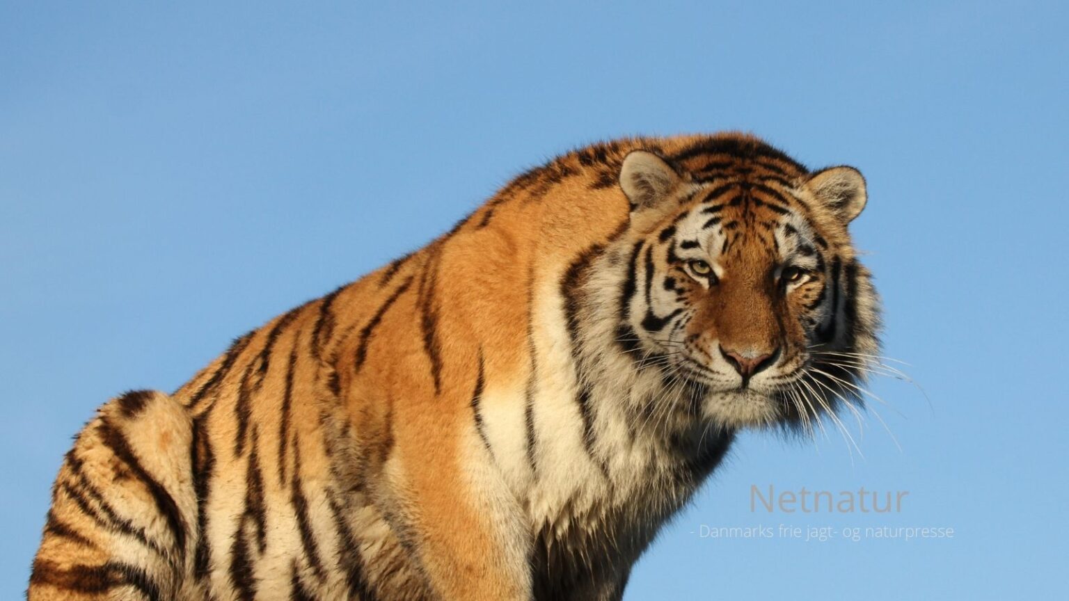 Sibirisk tiger - hvorfor er den så stor?