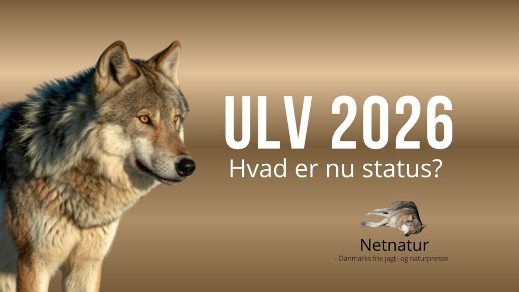 Ulv 2026 - hvor er vi nu?