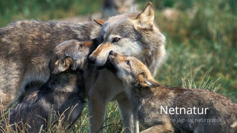 Myndigheder afviser udsætning af ulve på Sjælland