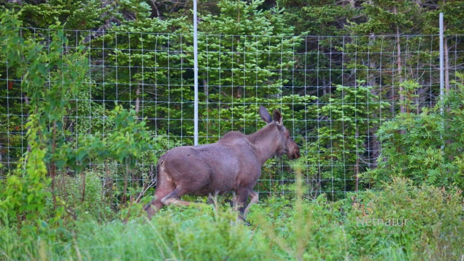 Vild elg bremset af indhegnet vild natur