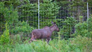 Vild elg bremset af indhegnet vild natur