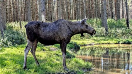 Hvor blev den nordsjællandske elg af? Hvor blev den nordsjællandske elg af?
