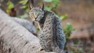 Jægere søger løsning på problemet med invasive huskatte i naturen