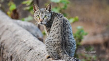 Jægere søger løsning på problemet med invasive huskatte i naturen Jægere søger løsning på problemet med invasive huskatte i naturen