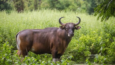 Banteng: 20 dyr blev til verdens største bestand Banteng: 20 dyr blev til verdens største bestand