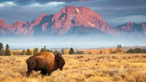 Bison genvinder tabt terræn – bestanden nærmer sig en halv million Bison genvinder tabt terræn – bestanden nærmer sig en halv million