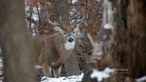 Whitetail gik amok i Finland – til glæde for jægere, los og ulv Whitetail gik amok i Finland – til glæde for jægere, los og ulv