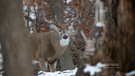 Whitetail gik amok i Finland – til glæde for jægere, los og ulv Whitetail gik amok i Finland – til glæde for jægere, los og ulv