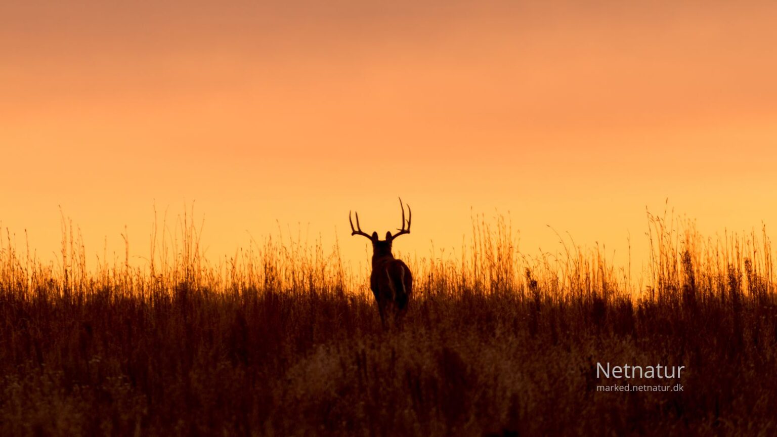 Whitetail: Fra næsten udryddet til over 35 millioner dyr