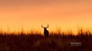 Whitetail: Fra næsten udryddet til over 35 millioner dyr Whitetail: Fra næsten udryddet til over 35 millioner dyr