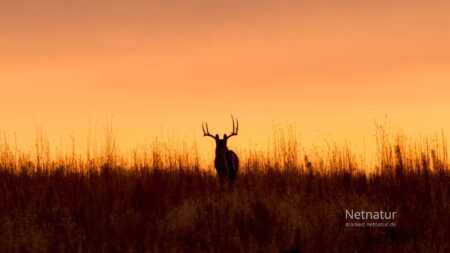 Whitetail: Fra næsten udryddet til over 35 millioner dyr Whitetail: Fra næsten udryddet til over 35 millioner dyr
