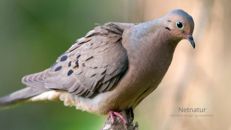Duejagt: Jæger skød over 14.000 duer på én dag Duejagt: Jæger skød over 14.000 duer på én dag