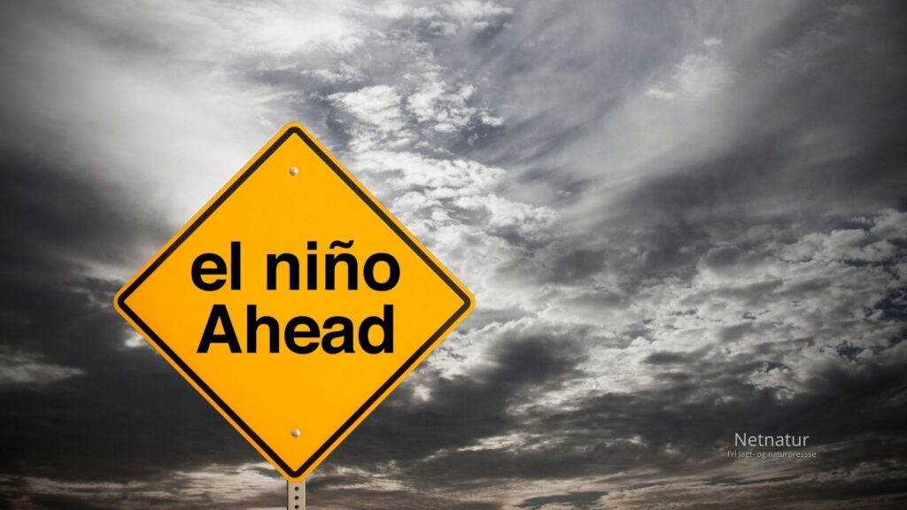 Super El Niño: Kan vejrfænomenet mærkes i Danmark? Super El Niño: Kan vejrfænomenet mærkes i Danmark?