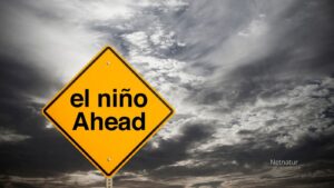 Super El Niño: Kan vejrfænomenet mærkes i Danmark?