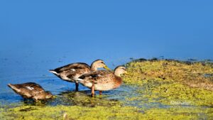 Seks små vådområder gav 170 ællinger – kan dansk lavbundsjord udvikle sig tilsvarende?