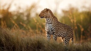 Sydafrikansk leopardkvote vedtaget trods datahuller Sydafrikansk leopardkvote vedtaget trods datahuller