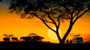 Julesafari i Tanzania: Oplev julen midt i Afrikas vilde natur