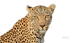 Sydafrikansk leopardkvote vedtaget trods store datahuller Sydafrikansk leopardkvote vedtaget trods store datahuller