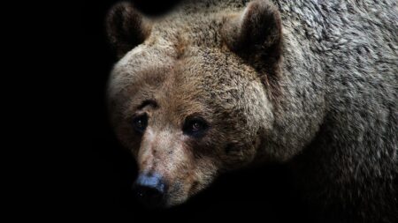 Svensk bjørnejagt afsluttet: 366 bjørne blev nedlagt Svensk bjørnejagt afsluttet: 366 bjørne blev nedlagt